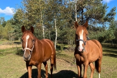 WhatsApp-Image-2025-10-28-at-09.41.42 WhatsApp-Image-2025-10-28-at-09.41.42