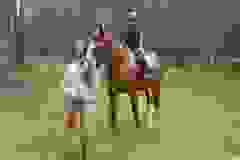 116331393_1949119598556753_1278525722700649966_n